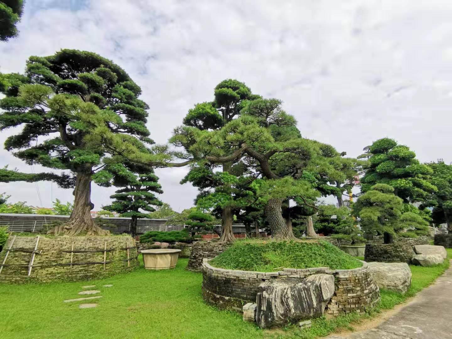 【基泰 树·说】树中贵族之罗汉松 你不可不知的风水宝树